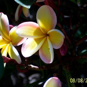 Meet your Posher, Betisa